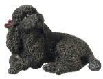 (image for) Black Poodle