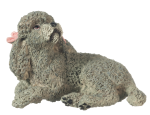 (image for) Miniature Gray Poodle