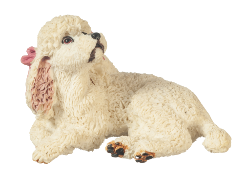 (image for) White Miniature Poodle