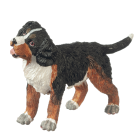 (image for) Burnese Mountain Dog Puppy