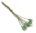 (image for) Pink Water Lilly Bud 6pc