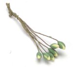 (image for) White Water Lilly Bud 6pc