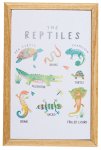 (image for) Reptiles Picture