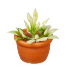 (image for) Potted House Plant