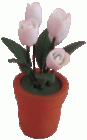 (image for) White Tulips in Clay Pot