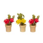 (image for) Mixed Flower Pot Set 3pc