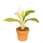 (image for) Peace lily in a Clay Pot