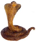 (image for) Coiled King Cobra