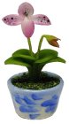 (image for) Pink Lady Slipper in Blue Pot