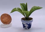 (image for) Potted Palm in Blue and White Pot