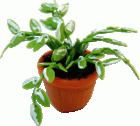 (image for) Ornamental Potted House Plant