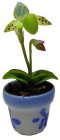 (image for) Pale Blue Lady Slipper in Blue Pot