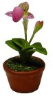 (image for) Pink Lady Slipper in a Clay Pot