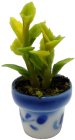 (image for) Potted Plant in Blue and White Pot