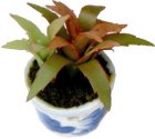 (image for) Christmas Cactus