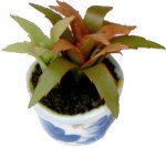 (image for) Christmas Cactus