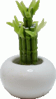 (image for) Lucky Bamboo in White Ceramic Bowl