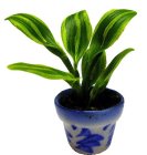 (image for) Potted Plant in Blue and White Pot