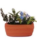 (image for) Assorted Flowers in Clay Pot