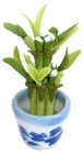 (image for) Lucky Bamboo in Blue Pot