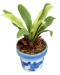 (image for) Fern in Blue Pot