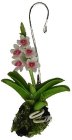 (image for) Hanging Pink and White Orchid