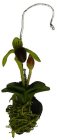 (image for) Lady Slipper Orchid Deep Red