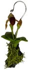 (image for) Lady Slipper Orchid Maroon