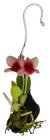 (image for) Hanging Orchid Pink