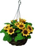 (image for) Sunflowers in Hanging Basket