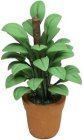 (image for) Philodendron in Clay Pot