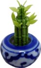 (image for) Lucky Bamboo in Bowl