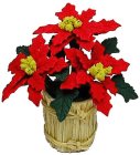 (image for) Poinsettia in Country Planter