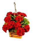 (image for) Red Geraniums in Hanging Planter