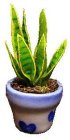 (image for) Aloe Vera in Blue Design Pot