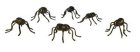 (image for) Black Bugs 6pc