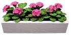 (image for) Pink Geraniums in White Window Box