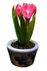 (image for) Pink Crocus in Blue Pot