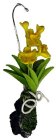 (image for) Hanging Orchid Yellow