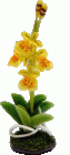 (image for) Orchid Arrangement