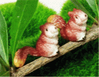 (image for) Squirrels Set of 2