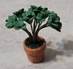 (image for) Jade Plant in Clay Pot