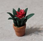 (image for) Bromeliad in Clay Pot