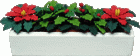 (image for) 2 Poinsettias w/Holly in White WB