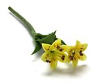 (image for) 2 Small Stem Yellow Tiger Lilies