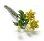 (image for) 2 Long Stem Yellow Tiger Lilies