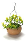 (image for) Hypericum Elodes Hanging Basket