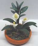 (image for) White Lily Plant in Pot