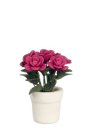 (image for) Pink Roses in White Pot