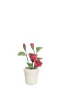 (image for) Red Roses in White Pot